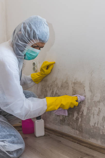Best Mold Remediation for Healthcare Facilities  in Frankfort, IN