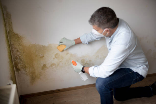 Best Post-Remediation Verification Testing  in Frankfort, IN